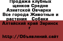 Продажа клубных щенков Средне Азиатской Овчарки - Все города Животные и растения » Собаки   . Алтайский край,Заринск г.